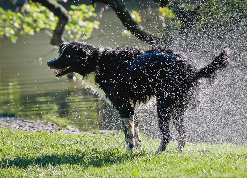 Tiere Mecklenburgische Seenplatte SAM_3139 als Smart-Objekt-1 Kopie.jpg - Auf Grund dessen sind wir aussen herum Spazieren gegangen. An dem schönen See spielten mehrere Hunde im Wasser.